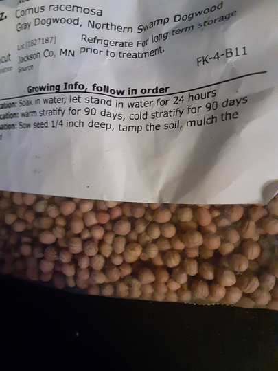 Northern Swamp Dogwood Tree Seeds