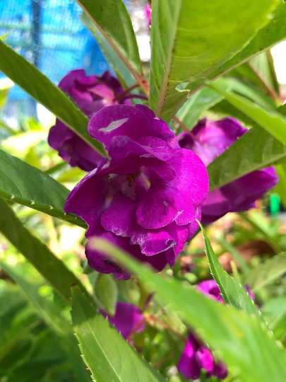 Camellia Balsam Purple Flowers - 200 Seeds Non Gmo