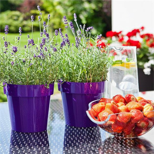 Plant Cactus Orchid Pot Plastic 11 Colours Gloss Oval Planter Saucer Tray 6cm