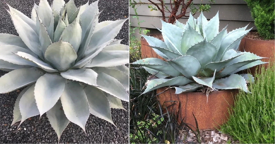 Whale's Tongue Agave | Ovatifolia 10 Seeds Fully UK Hardy Same Day Dispatch