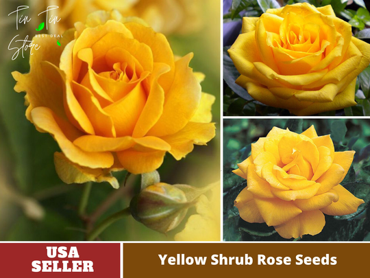 30 Seeds| Yellow Rose Seeds - Perennial -Authentic Seeds-Flowers -Organic. Non Gmo -Vegetable Seeds-Mix Seeds For Plant-B3G1#1049