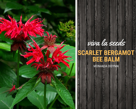 Bee Balm, Scarlet Bergamot | 20 Seeds Medicinal Culinary Herb Non Gmo Monarda Citriodora