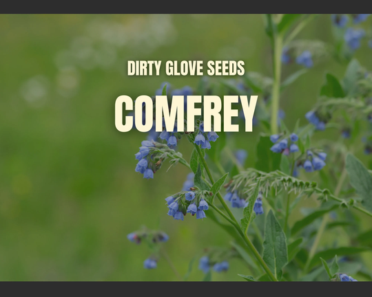 Comfrey 20+ Seeds Medicinal Herb Non-Gmo | Symphytum Officinale