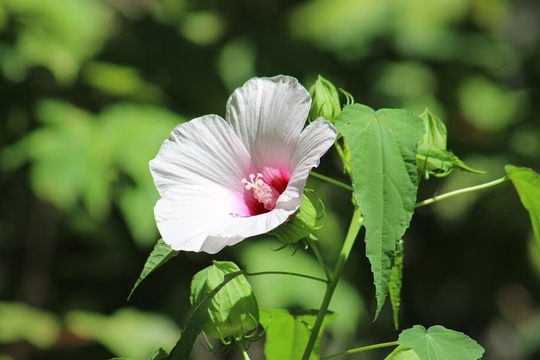 Halberd-Leaved Rose Mallow, Hibiscus Laevis, White & Raspberry Blooms, Native To Southeast - 30+ Seeds Sales Benefit Pollinators