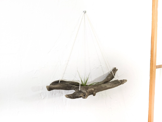 Driftwood Air Plant Holder, Hanger
