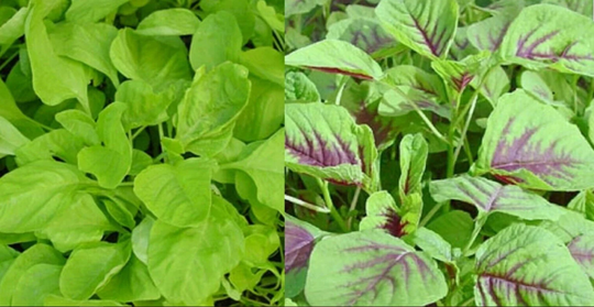 Green Or Red Amaranth Seeds Chinese Spinach Yin Cho Callaloo