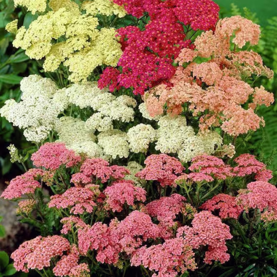 Usa Seller Colorado Mix Yarrow Seeds 100 Seeds Heirloom Achillea Millefolium