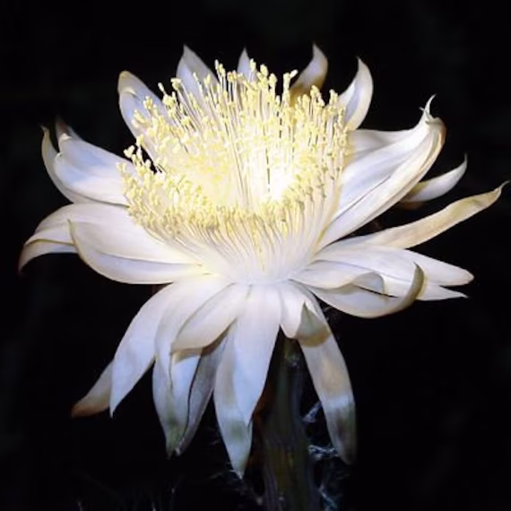 Huachuma Flower Essence