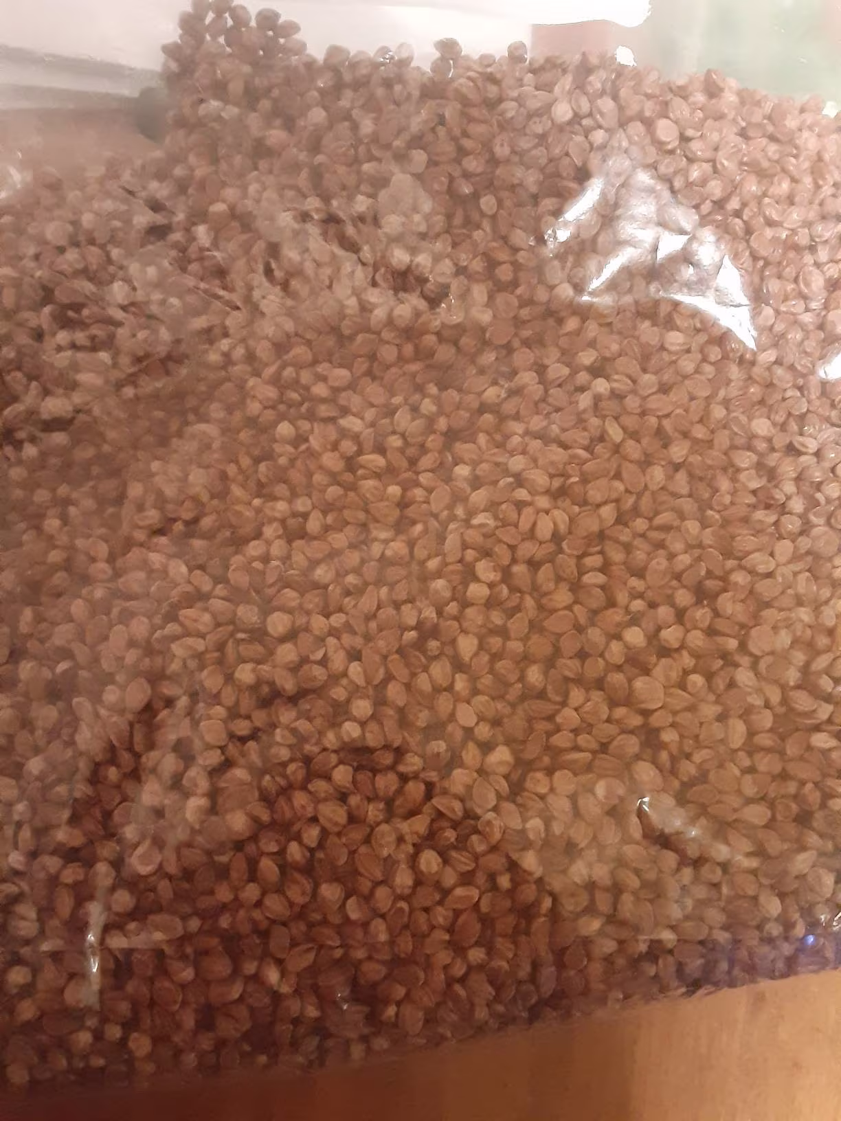 Eastern Red Cedar Tree Seeds
