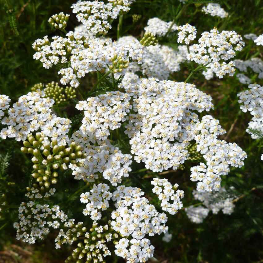 Usa Seller White Yarrow Seeds 100 Seeds Heirloom Achillea Millefolium