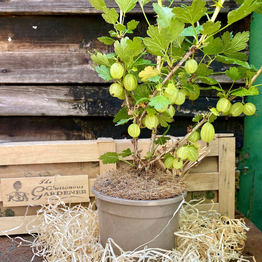 Gooseberry Bush 'A Growing Gift Of Hope'
