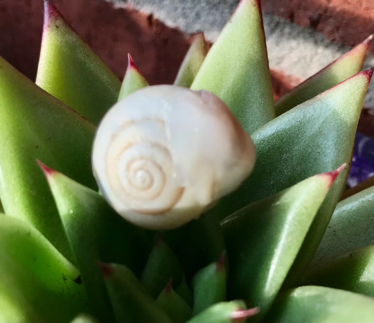 Snail Home Protection Charm