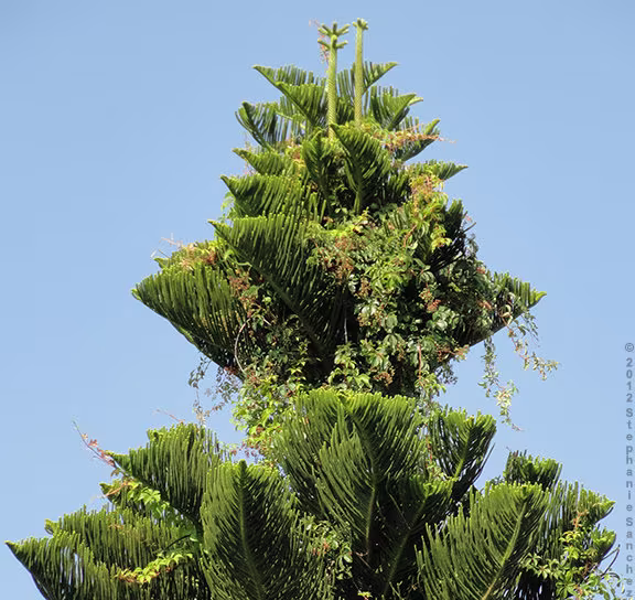 25 X Australian Pine Tree Seeds. Casuarina Equisetifolia