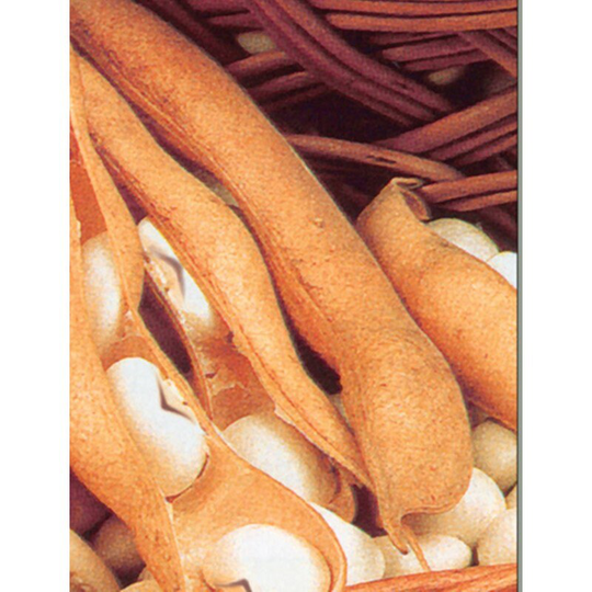 Bush Bean Lastochka Seeds Heirloom Non Gmo For Planting | 202199
