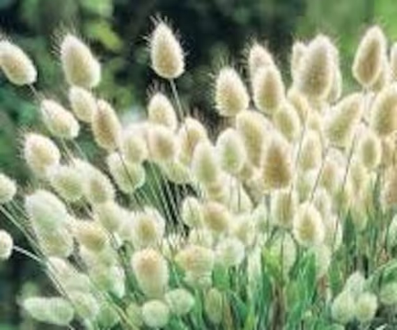 50+ Bunny Tails Grass Seeds
