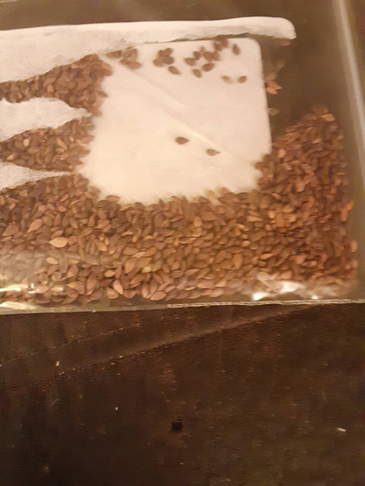 Red Spruce Tree Seeds | Picea Rubens