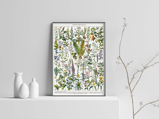 Adolphe Millot Botanical Flower Poster Print, Vintage Art Floral Art, Medicinal Plants, Herbs Wall Print Sizes A2/A3/A4