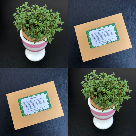 10 Party Favours Seed Envelopes Personalised Cress Favours, Wedding Favour, Bag Fillers