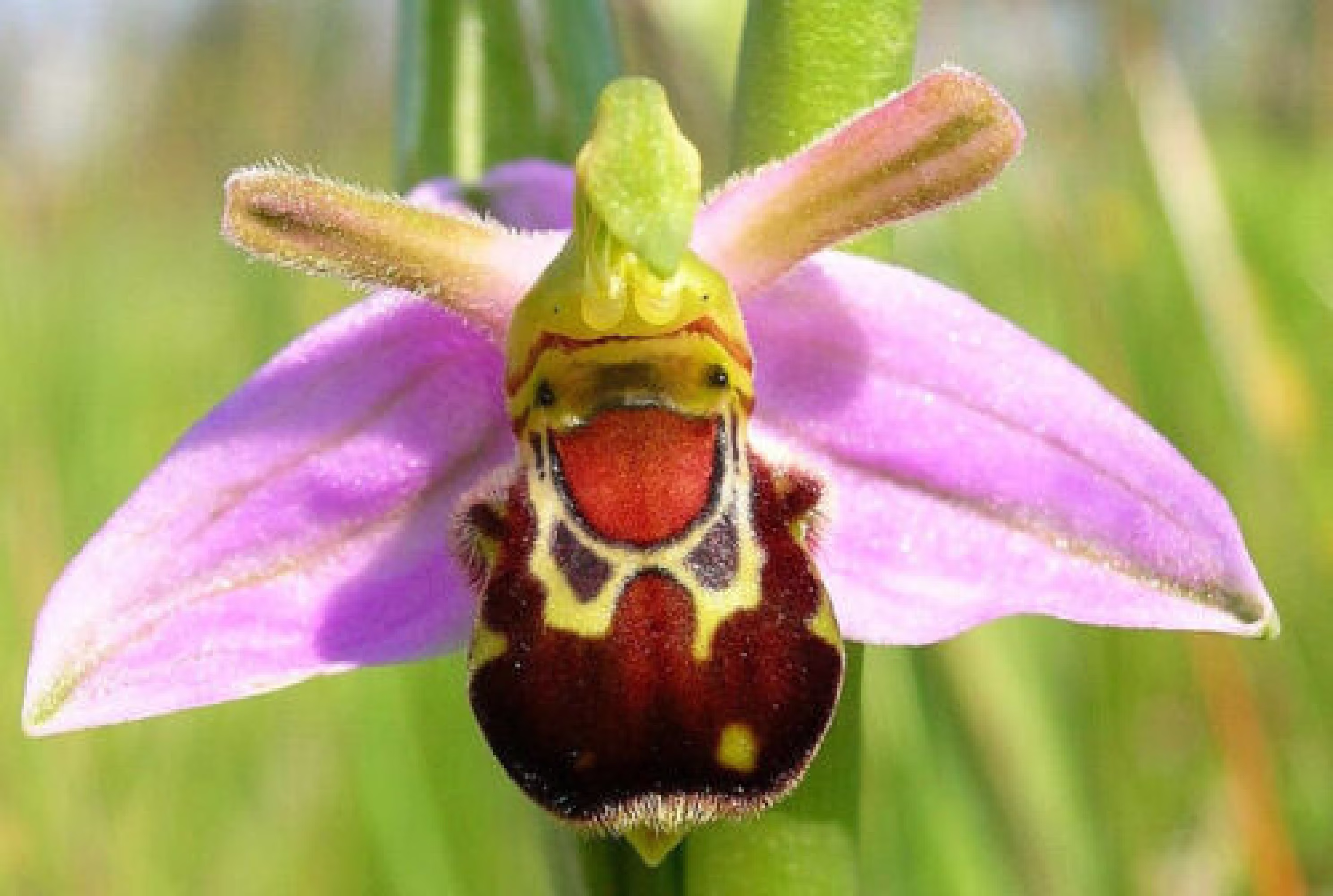 20Pcs Laughing Bumble Bee Orchid | Ophrys Bomybliflora Flower Seeds Plant Seed | Code 57