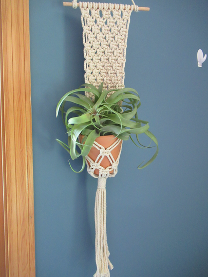 Air Plant Macrame Holder/Hanger - Tillandsia