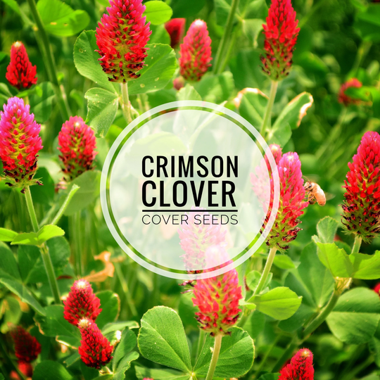 Crimson Clover Seeds - Cover Crop/For Pollinators
