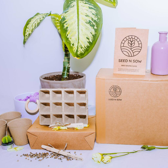 Grow Your Own Indoor House Plant And Flower Seed Kit