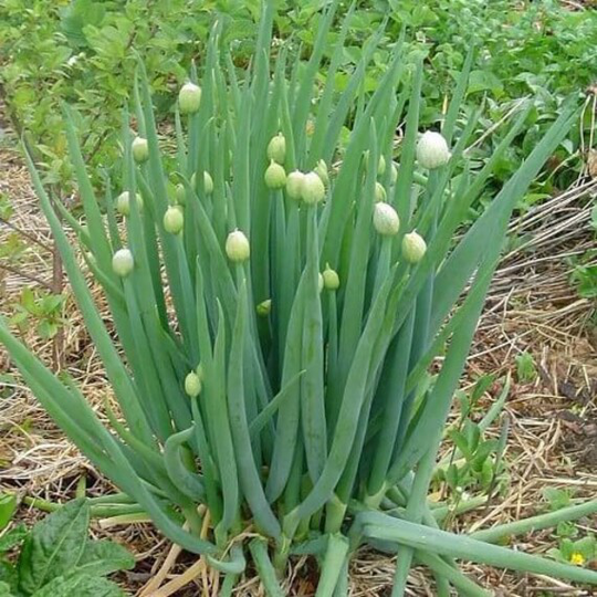 Onion Seeds Batun Piero About 100