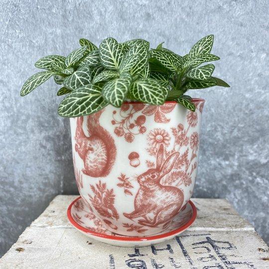 Ceramic Nature Planter With Saucer For Houseplants - Cute Vintage Style Gift