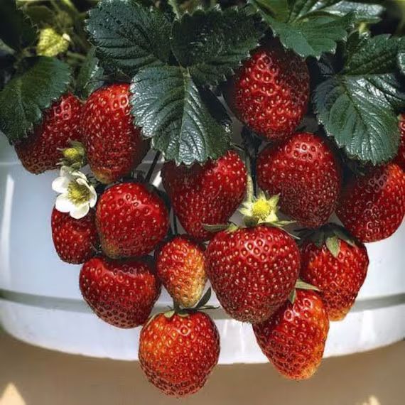 strawberry Temptation 6-7 Seeds | Abundance Of Sweet Fruits