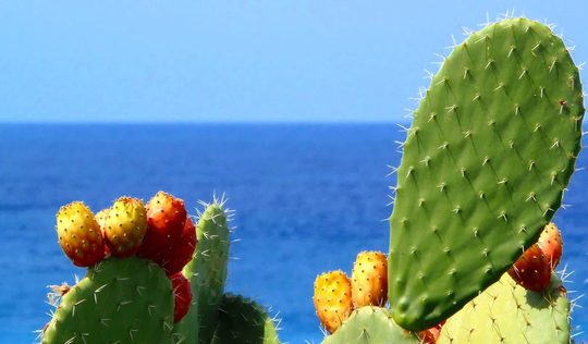 Green Prickly Pear Cactus Seeds - 50+ Ships From Iowa, Usa Grow Exotic Cacti