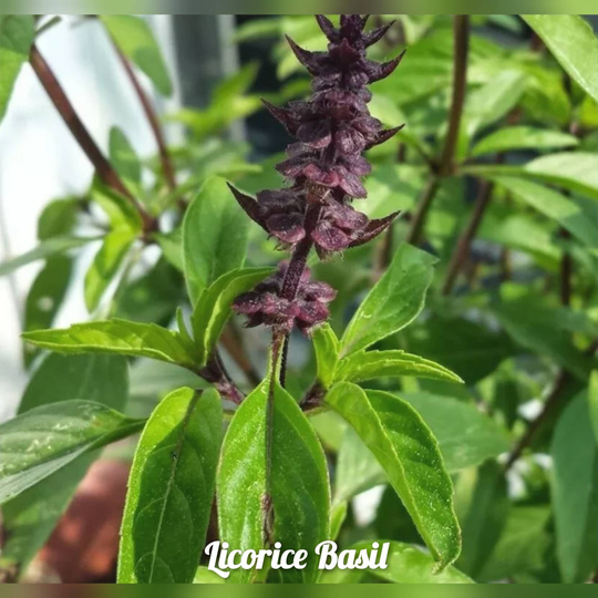 Licorice Basil Herb 100 Seeds | Non-Gmo Free Shipping