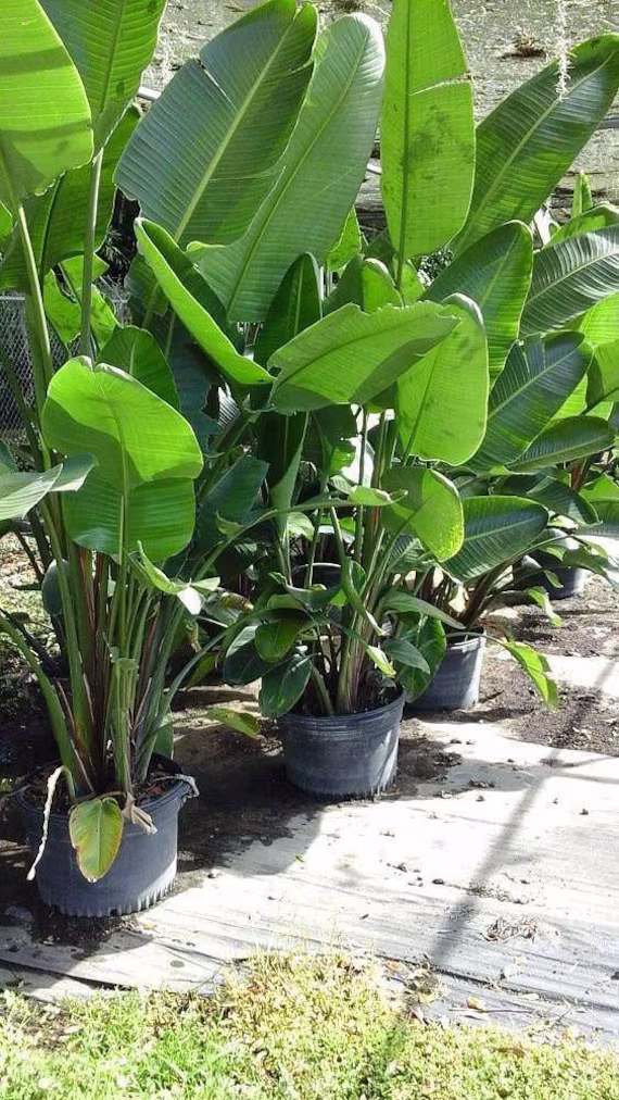 Fresh Bird Of Paradise Seeds