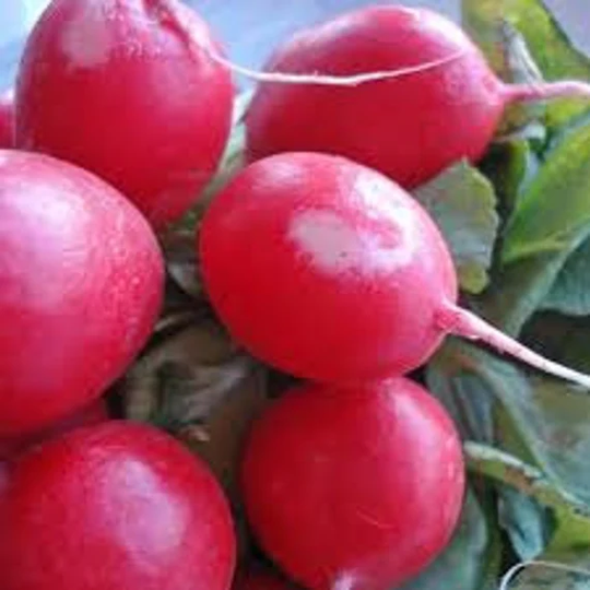 Pink Beauty Radish Seeds, Organic Us Seeds Non Gmo Heirloom, Free Gift With Orders