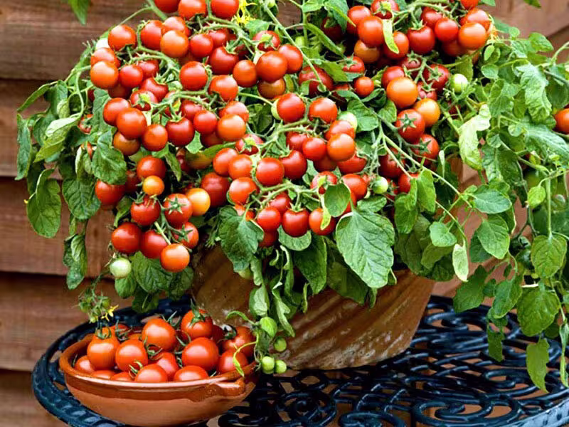 25 Gardener's Delight Cherry Tomato Seeds