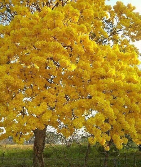 20x Yellow Guayacan Seeds/Handroanthus Chrysotrichus, Free Shipping, Good For Shade, Wood & Amazing Flowers