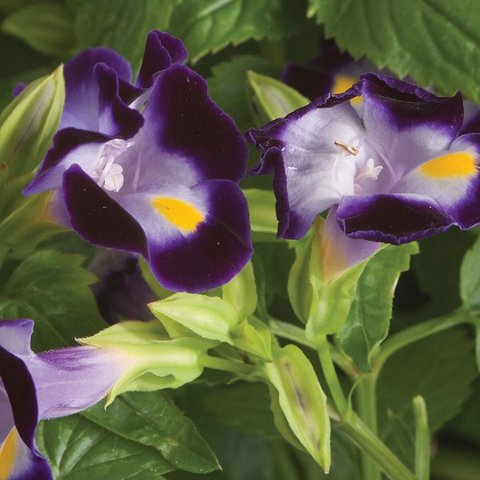 Bin#1R8D1 Torenia Seeds Little Kiss Blue 50 Thru 500 Pelleted