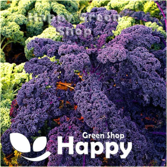 Vegetable - Borecole- Scarlet Kale 800 Selected Seeds Winter Kale Brassica Oleracea