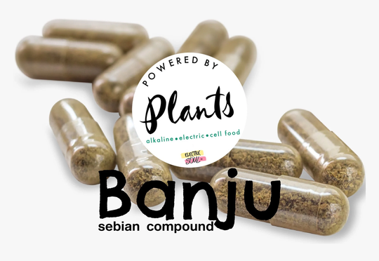 Banju, Brain Nutrients, Alkaline Electric Cell Food, Non-Hybrid Herbs, Grown Wild, Elderberries, Burdock, Blue Vervain, Valerian, Bugleweed