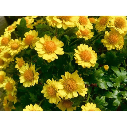 Asia Vegetable Seed 50 Seeds , Chrysanthemum Flower