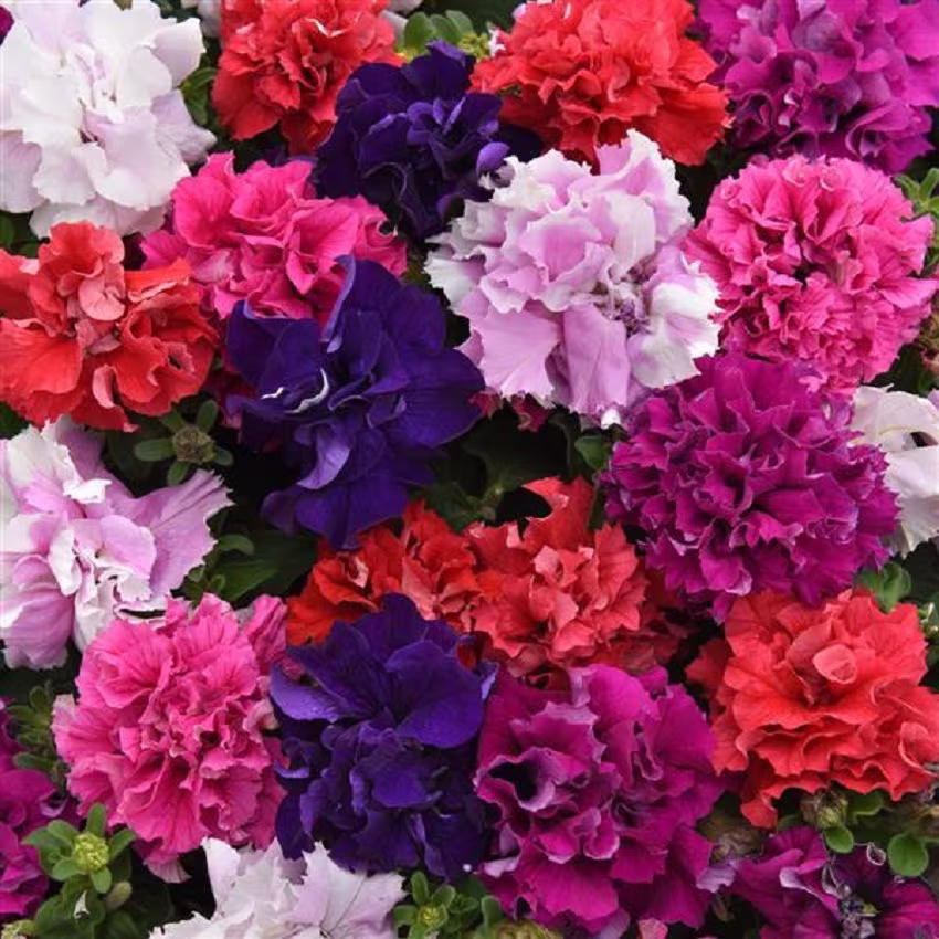 50 Pelleted Seeds Double Cascade Mix Petunia