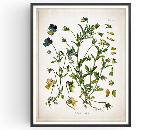 Hearts-Ease - Botanical Print Vintage Viola Art Medicinal Plant Botany Decor Kitchen Unframed