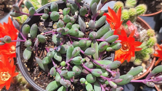 Ruby Necklace Succulent - 4