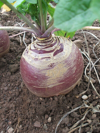 Vegetable - Swede Marian 600 Seeds First Class Postage