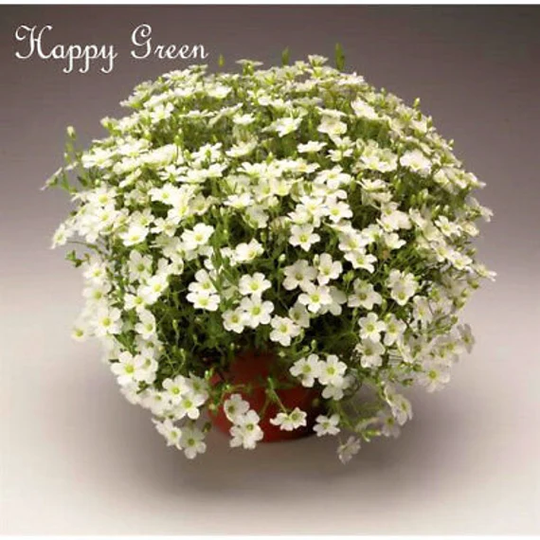Arenaria White - 50 Seeds Montana Perennial Flower Alpine Rock