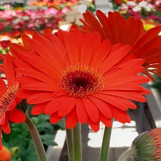 Bin#2R7D6 Gerbera Daisy Seeds Majorette Orange Dark Eye 25 Thru 100 F1