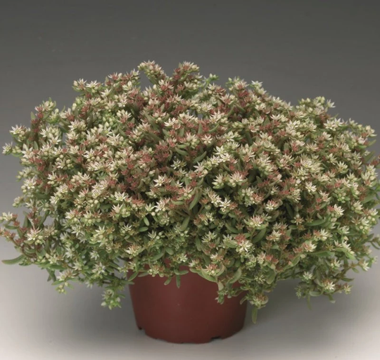 Sedum Silver Frost X 25 Seeds, , Hardy Perennial, Fairy Flower Seeds