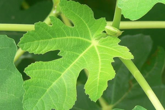 20 Pieces Organic Fresh Fig Leaves, Picks At Orders