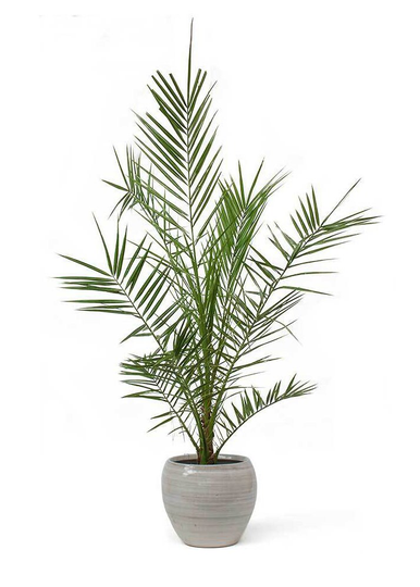 Canary Island Date Palm Pheonix Canariensis Houseplant Seeds - Tropical Indoor House Plant 15 Fresh Rare Easy To Grow