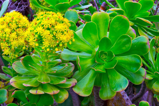 10 X Aeonium Palmense Succulent Plant Seeds - Rarely Offered Easy To Grow From