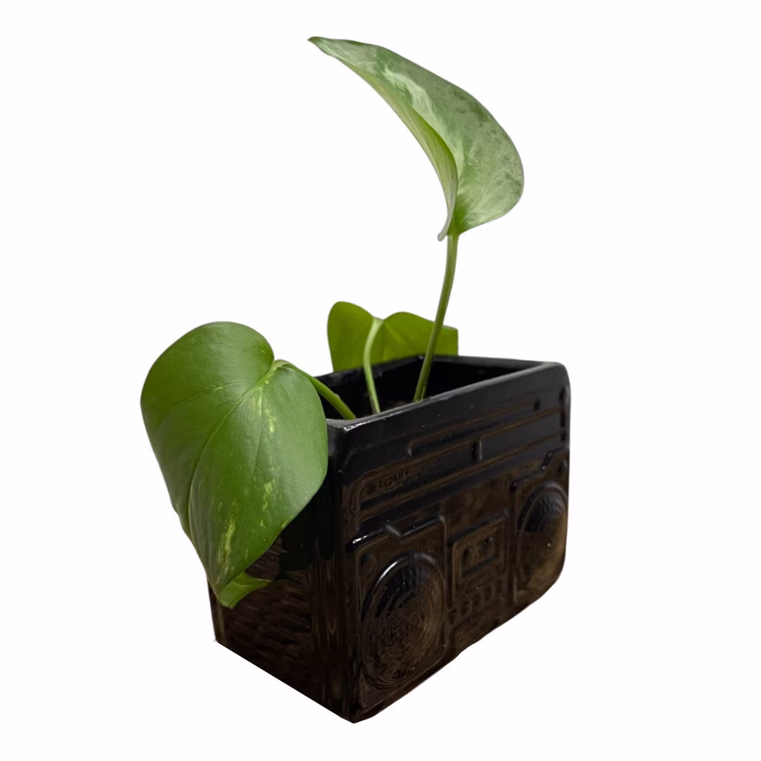 Boombox Pot Planter With A Live Pothos Plant
